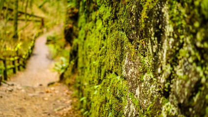 Mossy Rock in the forest