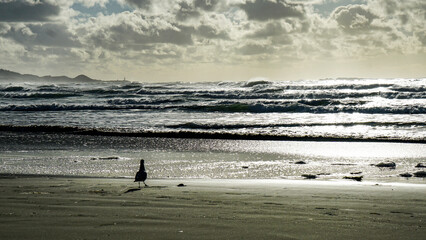 Fototapeta na wymiar Seagull on the beach