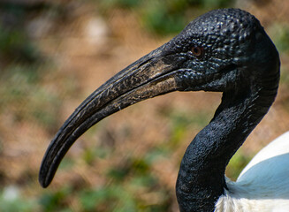 Black Headed Ibis on a beautiful day light