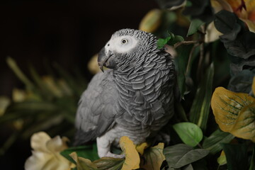 African Grey Parrot Psittacus erithacus close-up headshots taken under controlled conditions.