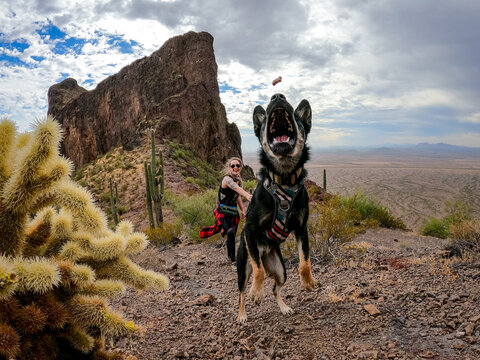 Dog on leash catches treat mid-air during dramatic desert mountain hike