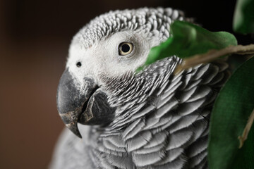 African Gray Parrot Psittacus erithacus at home standing on home flower vase. African Grey Parrot  close-up headshots taken under controlled conditions.