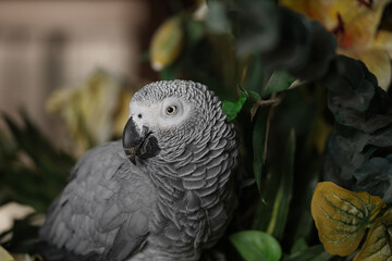 African Gray Parrot Psittacus erithacus at home standing on home flower vase. African Grey Parrot  close-up headshots taken under controlled conditions.