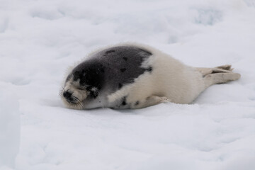 A small baby white coat harp seal or harbor seal floating on white snow and slop ice. The wild gray seal has long whiskers, a sad face, light color fur or skin, dark eyes, and heart shaped nose.  