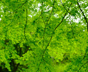 日本の滑川渓谷に見られる新緑のモミジの葉と木漏れ日