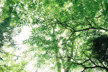 日本の滑川渓谷に見られる新緑のモミジの葉と木漏れ日