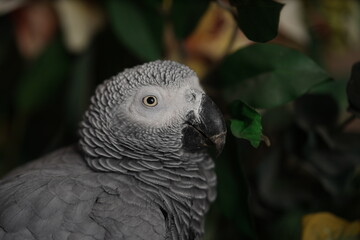 Close-up of a parrot with white feathers and black beak, a protected bird breeding reserve, types of parrots in the farms of the Kingdom of Saudi Arabia (Congo African grey parrot).