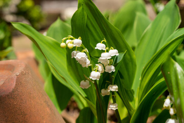 Obraz premium 可愛らしい鈴蘭