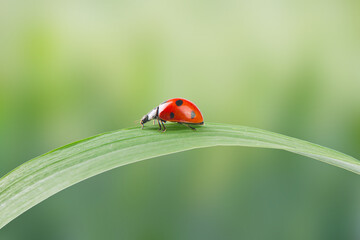 seven-spotted ladybird on green leaf background