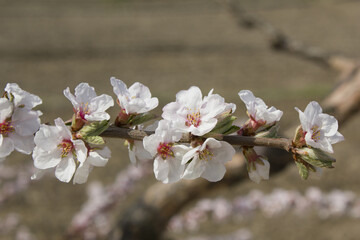 Pink cherry blossom(Cherry blossom, korean cherry) on the Nanking cherry tree. 