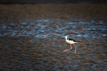 black-winged stilt (Himantopus himantopus) walks on stunning mangrove beach - Nudgee, Brisbane, Queensland, Australia. Australian waders, waterbirds