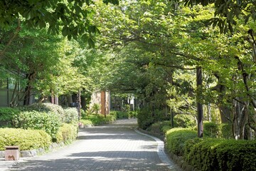 緑の散歩道