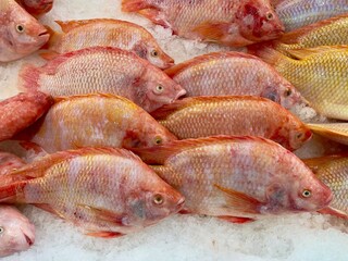Red Tilapia fish. Fresh red tilapia fish in grocery market