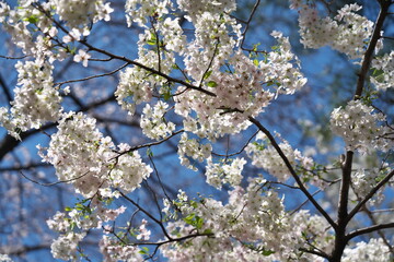 満開の桜の花びら