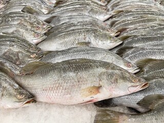 Asian sea bass fish on ice in grocery store. Fresh seabass fish. The barramundi (Lates calcarifer) or Asian sea bass