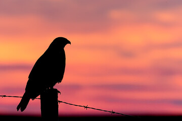 Hawk sitting on a fence silhouetted by a beautiful prairie sunset
