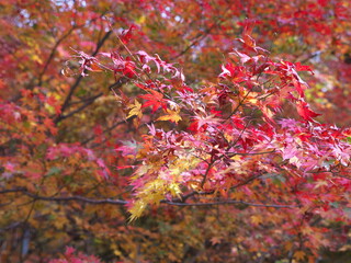 真っ赤なもみじ