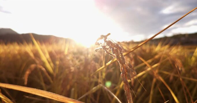 収穫を迎えた風で揺れる稲穂と逆光の夕日