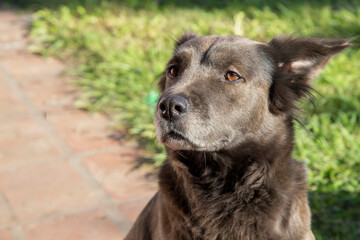 Dark brown mongrel dog on a sunny day in the park.