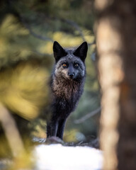 Silver fox (Vulpes vulpes) adult standing broadside in forest Colorado, USA