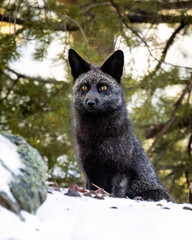 Silver fox (Vulpes vulpes) adult sitting in snow covered forest Colorado, USA
