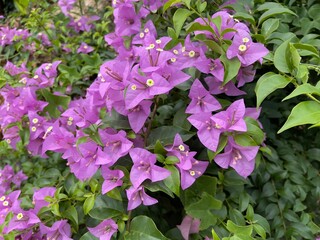 Paper flower (Bougainvillea glabra) Paperflower is used commonly as an outdoor ornamental plant