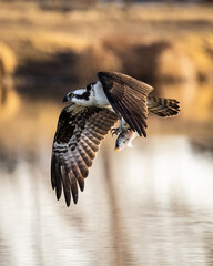 Osprey (Pandion haliaetus) in flight with fish flying right to left in golden morning sunlight Colorado, USA	
