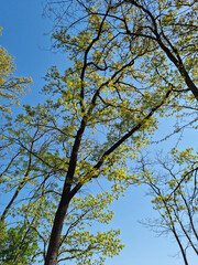 Tree branches and sky seen from low angle