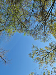 Tree branches and sky seen from low angle