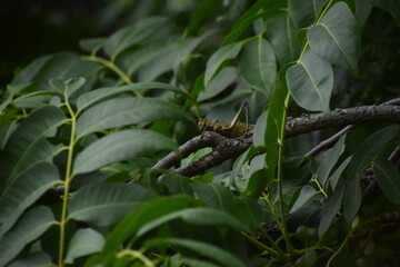 cricket on a leaf