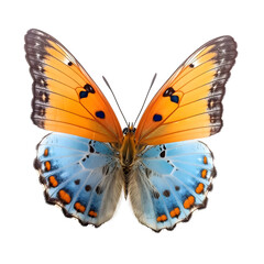 Fototapeta premium Beautiful blue and orange butterfly in flight isolated on a white background. Generative AI. 