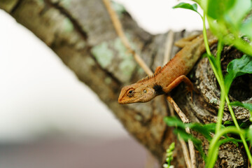 asia chameleon on tree
