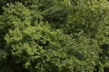 It is a forest full of trees.