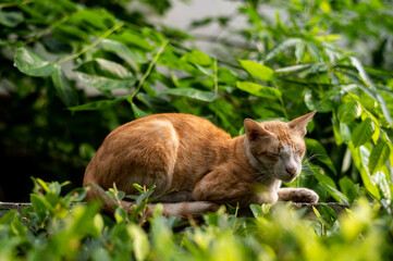 Naklejka na ściany i meble A cat is lying on a table in the garden.