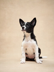 black and white puppy on a beige background. one month old border collie in studio. Dog in studio 