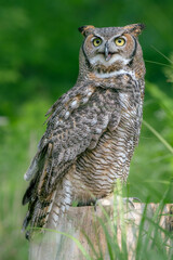 A great horned owl with its beak partially open.