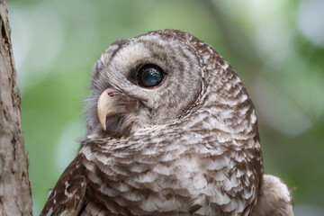 Details of feathers, eyes, and beak of a hoot owl.