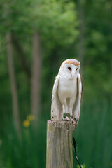 Vertical image of a barn owl at a rescue center.