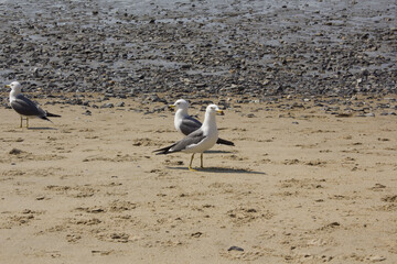 
A seagull flapping its wings on the sandy beach.