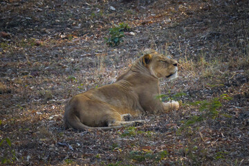 Asiatic lion lioness sitting on ground resting in gir forest of Gujarat, india. 