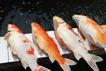 Fancy carp or koi fish dead in water, due to insufficient oxygen in the underwater and floating...