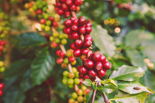 Red coffee plant farm beans on brance harvest red raw Coffee.green Robusta and arabica coffee berries by agriculturist hands,Worker Harvest arabica coffee berries on its branch, agriculture concept.