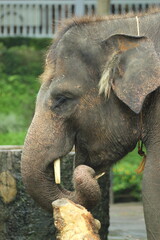 Fototapeta na wymiar elephant, elephant calf, elephant calf face close up