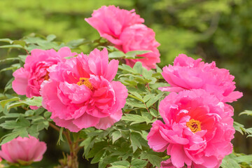 豪華で艶やかな花　牡丹の花