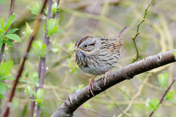 Lincoln's Sparrow bird