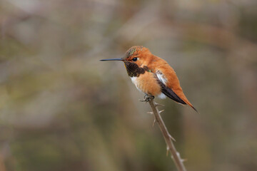 Rufous Hummingbird bird