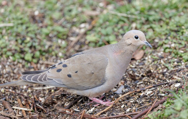 Mourning Dove bird