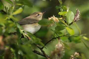 Chiff chaff.
