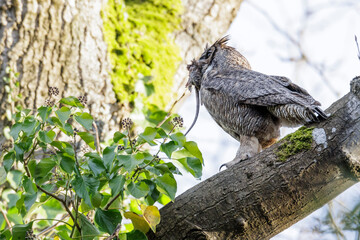 Great Horned Owl