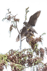 Merlin bird mating